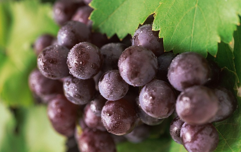 “葡萄美酒夜光杯”，敦煌陽(yáng)關(guān)葡萄最甜美