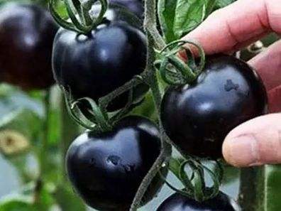 快看！蘭州新區(qū)高優(yōu)新特圣女果“黑羅漢”成熟待摘