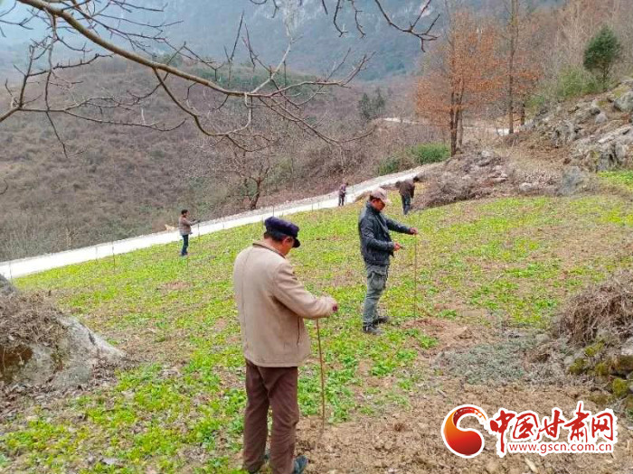 【甘肅全民戰(zhàn)“疫”】戰(zhàn)“疫”中，隴南稻坪的春天