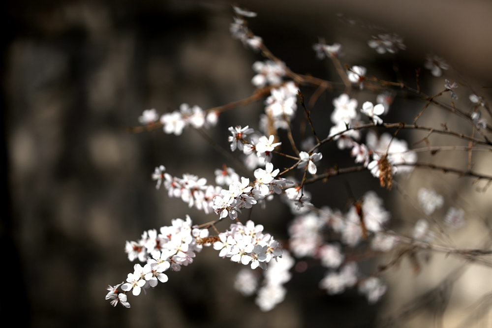 海報|花開隴原，甘肅這些景區(qū)正在復蘇！
