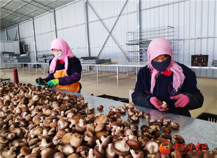 【甘肅省決戰(zhàn)決勝脫貧攻堅(jiān)】錯(cuò)峰上市搶市場  隴南宕昌種植香菇顯優(yōu)勢