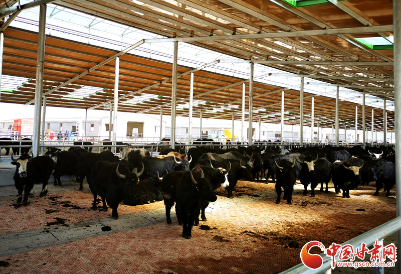 【甘肅省決戰(zhàn)決勝脫貧攻堅(jiān)】農(nóng)牧結(jié)合養(yǎng)起“脫貧?！?產(chǎn)業(yè)增效共唱“致富歌”