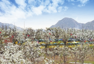 坐著船兒賞梨花 蘭州至什川水上旅游航線開(kāi)通 