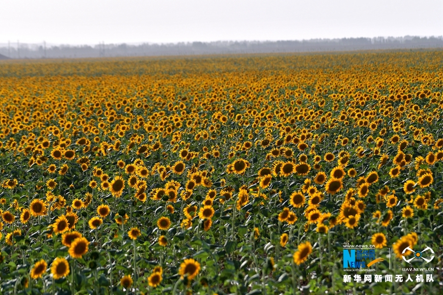 【“飛閱”中國(guó)】向日葵花開戈壁 宛如“金色海洋”