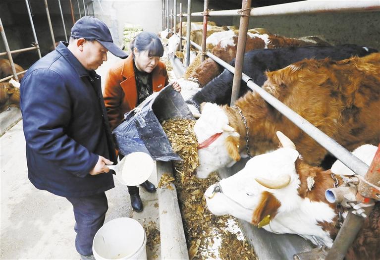 我和我的家鄉(xiāng)丨定西臨洮縣黨家墩村：“?！碑a(chǎn)業(yè)帶來“牛”日子