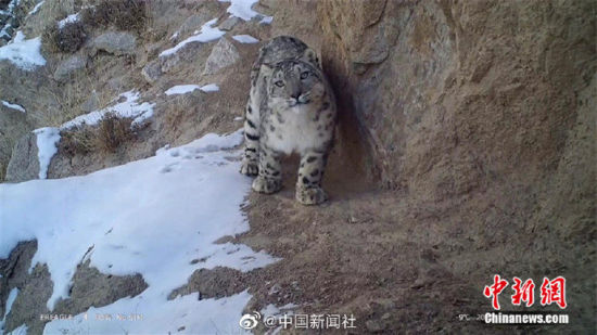 精靈漫步！甘肅阿克塞祁連山深處現(xiàn)雪豹身影
