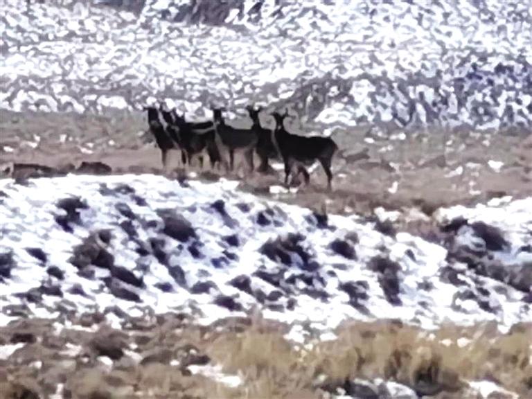 國家一級保護動物白唇鹿現身小紅泉公益林管護區(qū)