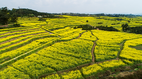 千余畝油菜花盛開。廖濤 攝