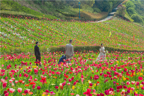 花海間，拍上一組美美的婚紗照。羅云希 攝