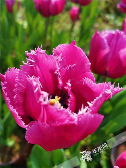 特色郁金香品種，花邊呈鋸齒狀。華龍網(wǎng)—新重慶客戶端記者 舒婷 攝