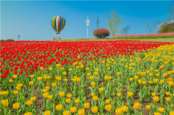 長(zhǎng)壽湖郁金香開(kāi)得正好。羅云希 攝