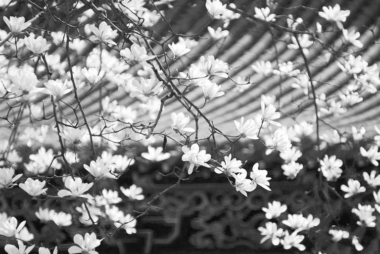 天水雙玉蘭堂，吟杜甫詩 煎泉水茶 賞白石書法