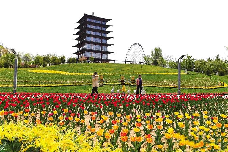 天水麥積區(qū)第五屆郁金香花卉展開(kāi)幕