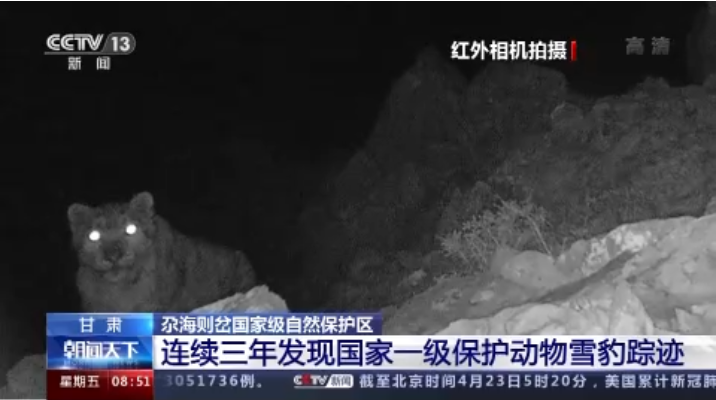“大貓”出沒！甘肅尕海則岔保護區(qū)連續(xù)三年發(fā)現(xiàn)雪豹蹤跡