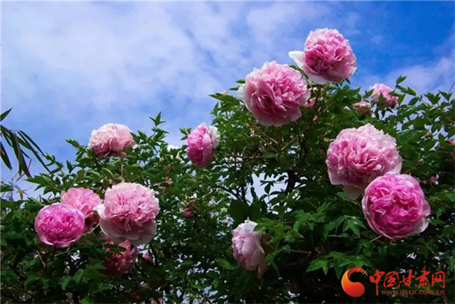 【五一游甘肅】暢游“臨洮縣紫斑牡丹文化旅游節(jié)”，這份攻略請收下！