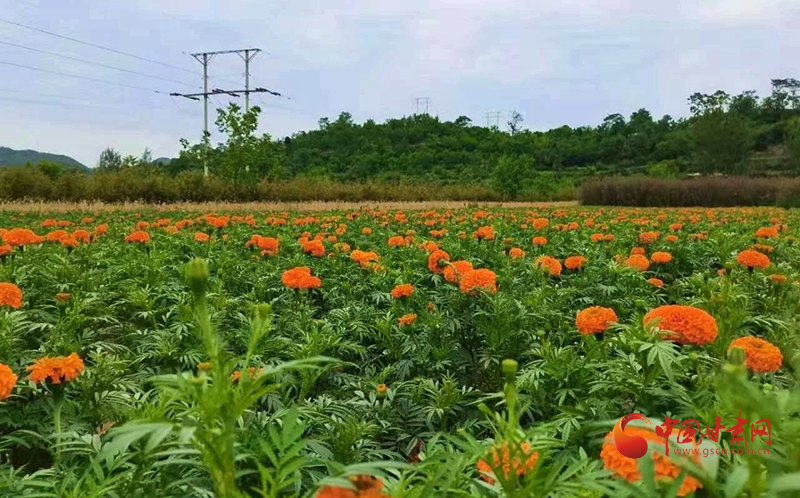 成縣：學(xué)史力行中開(kāi)拓新征程