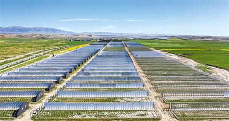 武威天?？h松山鎮(zhèn)德吉新村秀珍菇科技產業(yè)園初具規(guī)模