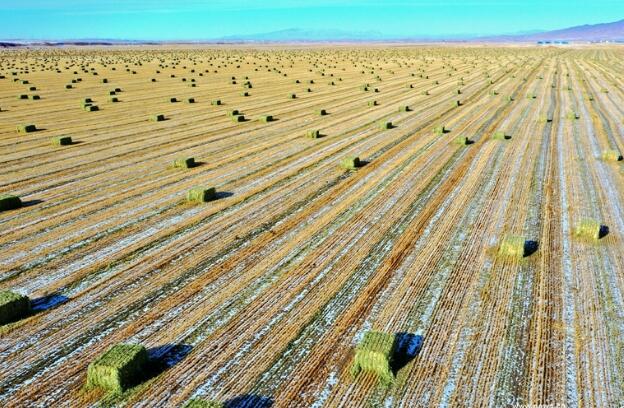 【“飛閱”中國(guó)】瞰！山丹馬場(chǎng)撒“青豆”