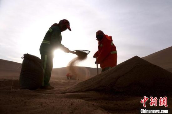 圖為“駱駝保姆”用土方法清理駝糞?！垥粤?攝