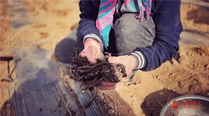 【隴拍客】好消息！榆中縣馬坡鄉(xiāng)在高海拔的馬銜山山麓種植1500畝當(dāng)歸