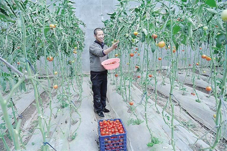 臨夏縣尹集、刁祁鎮(zhèn)易地扶貧搬遷后續(xù)產(chǎn)業(yè)園有日光溫室534座