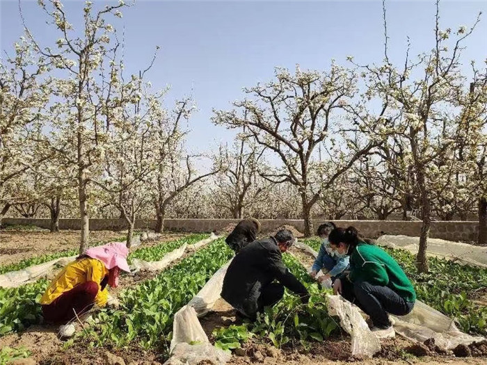 皋蘭縣紀檢監(jiān)察干部向果農詢問梨樹養(yǎng)護情況，推動解決群眾關心的農業(yè)生產“急難愁盼”問題。.jpg