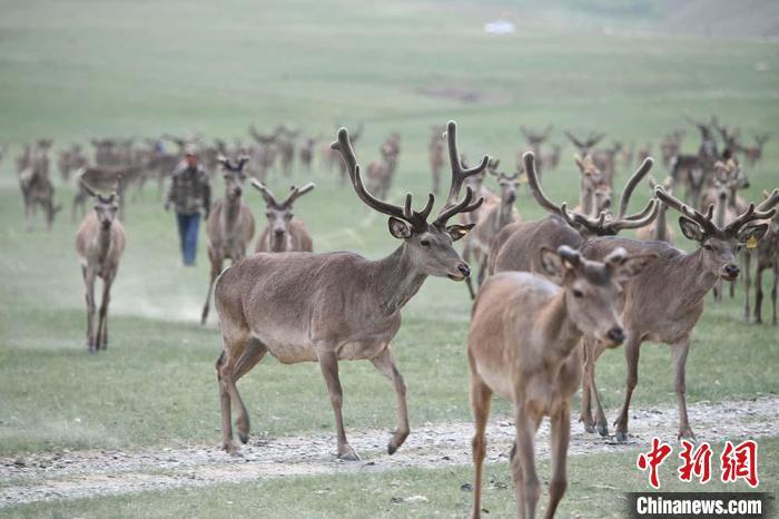 圖為肅南縣馬鹿養(yǎng)殖場(chǎng)內(nèi)的鹿群。　楊艷敏 攝