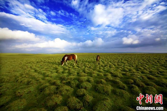 圖為甘肅甘南藏族自治州草原風(fēng)光。(資料圖) 艾慶龍 　攝