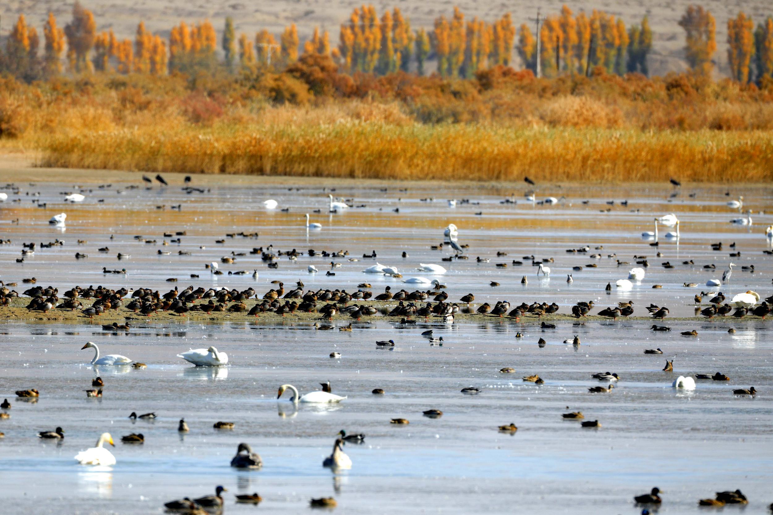 天鵝飛抵高臺(tái)縣黑河濕地嬉戲覓食、棲息越冬。尹昭霞攝