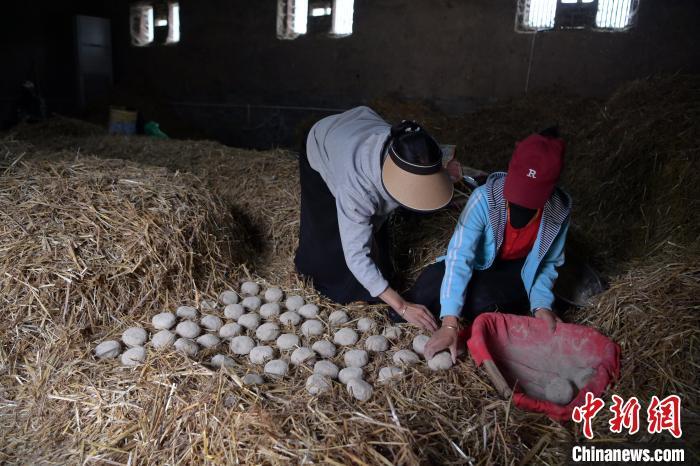 酒曲成型之后入曲房，入室之前要灑水，再鋪青稞草，防止曲塊的水分被吸走，曲房內(nèi)有通風(fēng)道、窗戶、暖氣、電熱爐等各種控制曲房溫度的設(shè)備。圖為5月10日，工作人員將成型的曲塊搬運(yùn)到曲房。九美旦增　攝