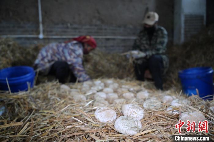 酒曲從曲坯入房培養(yǎng)到培養(yǎng)結(jié)束，整個培養(yǎng)周期控制在4至8天，曲坯的要求光滑，軟硬適宜，手按曲坯不松散，結(jié)實(shí)，薄厚一致。圖為5月10日，工作人員準(zhǔn)備將培養(yǎng)好的曲坯拿到外面晾曬。九美旦增　攝