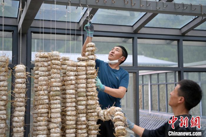 圖為5月10日，工作人員將用青稞面和青稞草等制成的曲坯用繩子串起來晾曬。九美旦增　攝