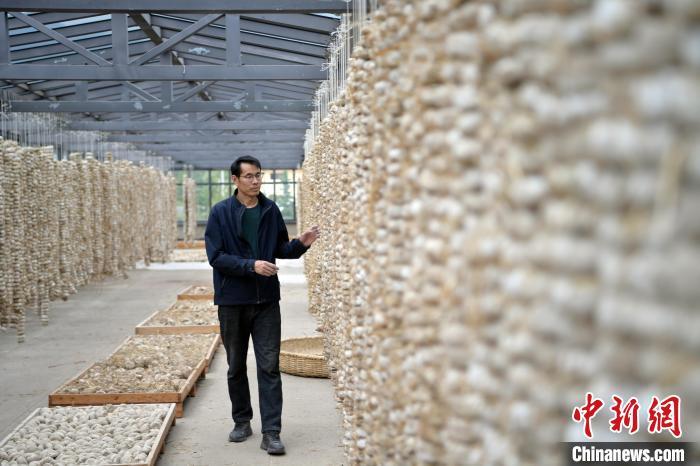 圖為5月10日，工作人員檢查晾曬的曲胚。九美旦增　攝