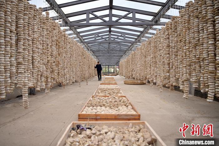 圖為5月10日，工作人員檢查晾曬的曲胚。九美旦增　攝