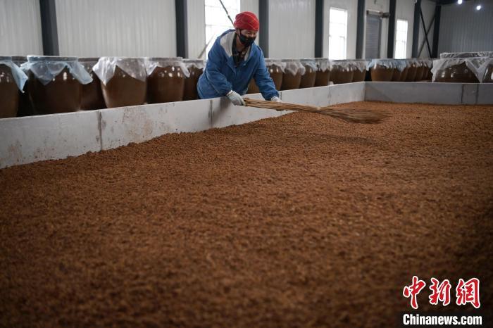 圖為5月10日，工作人員整理鋪撒的酒醅。九美旦增　攝