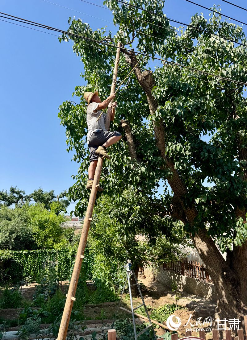 什川古梨園果農(nóng)魏至玉正踩著蜈蚣梯修剪自家的百年梨樹。人民網(wǎng)記者 焦隆攝