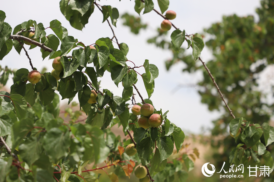 蘭溝村百畝杏林的杏子即將成熟。人民網(wǎng)記者 焦隆攝
