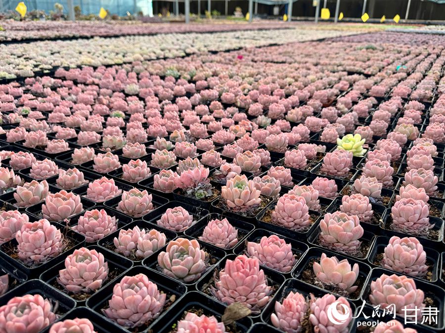 蘭州鑫源現(xiàn)代農(nóng)業(yè)休閑觀光旅游景區(qū)多肉大棚。人民網(wǎng)記者 焦隆攝