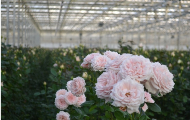 從絲路玫瑰到微米銅箔：蘭州新區(qū)“開(kāi)放引擎”全速運(yùn)轉(zhuǎn)